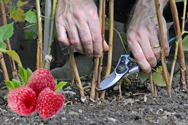 Как обрезать малину: лучшие секреты и нюансы